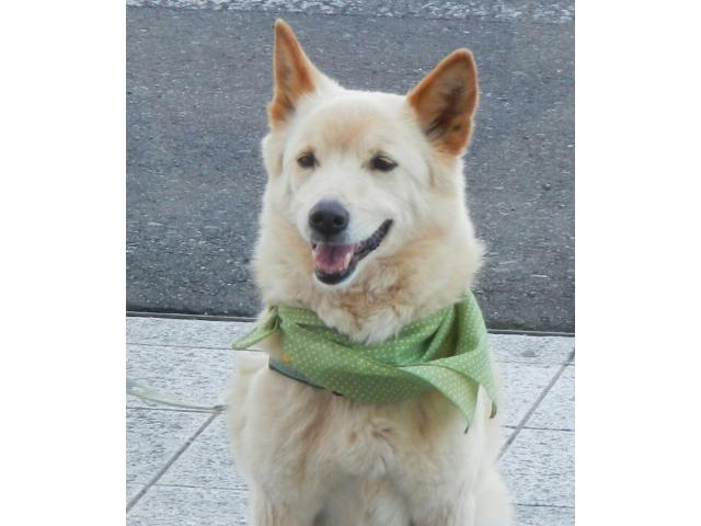 dispPetName($row['pet_name'])