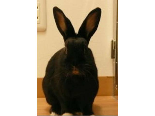 dispPetName($row['pet_name'])