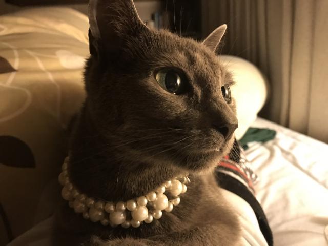 dispPetName($row['pet_name'])