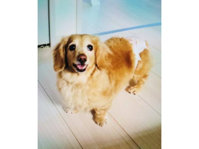 dispPetName($row['pet_name'])