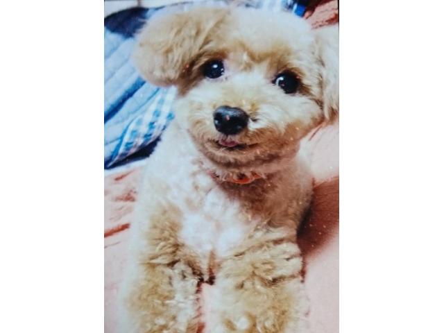 dispPetName($row['pet_name'])