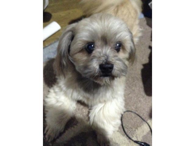dispPetName($row['pet_name'])