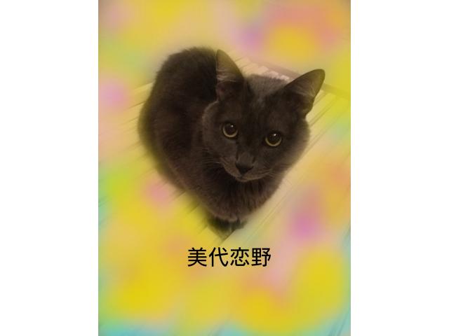 dispPetName($row['pet_name'])