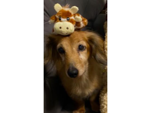dispPetName($row['pet_name'])