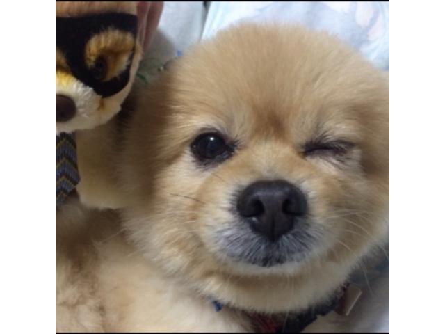 dispPetName($row['pet_name'])