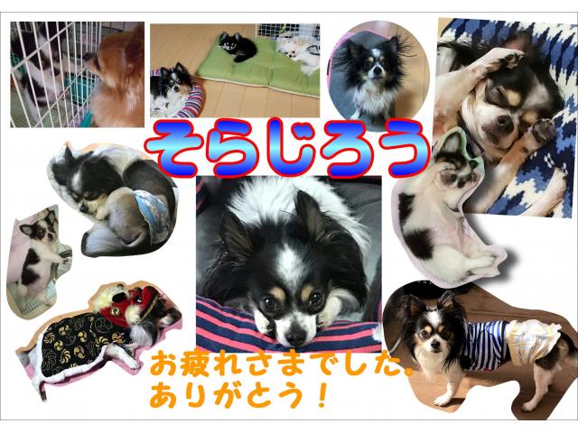 dispPetName($row['pet_name'])
