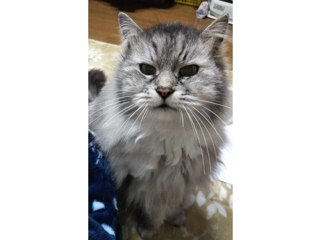dispPetName($row['pet_name'])