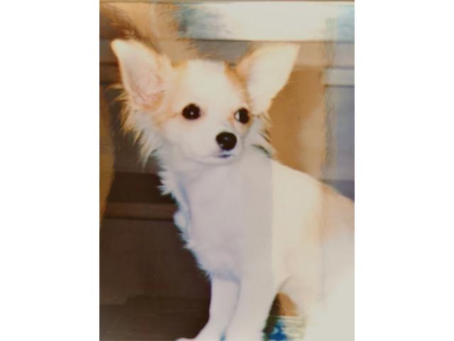 dispPetName($row['pet_name'])