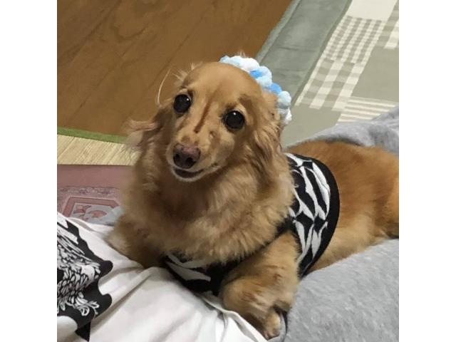 dispPetName($row['pet_name'])