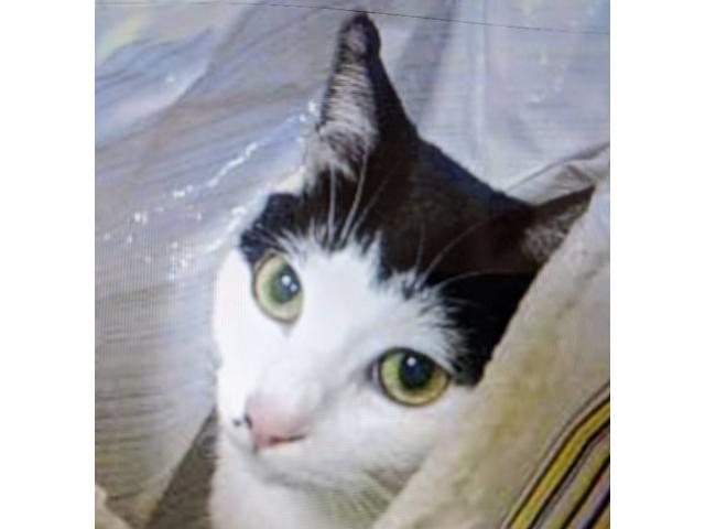 dispPetName($row['pet_name'])