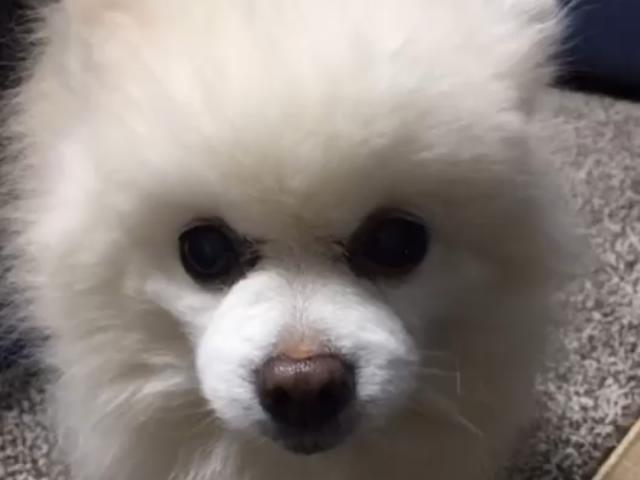 dispPetName($row['pet_name'])