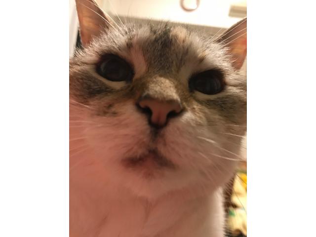 dispPetName($row['pet_name'])