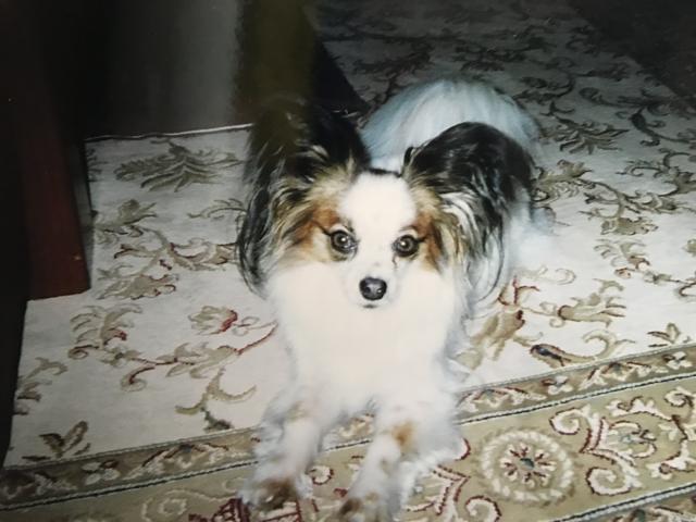 dispPetName($row['pet_name'])