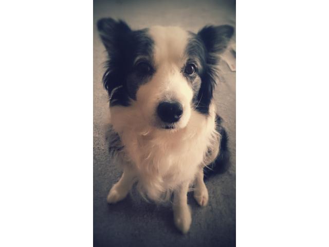 dispPetName($row['pet_name'])