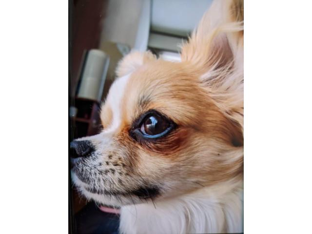 dispPetName($row['pet_name'])
