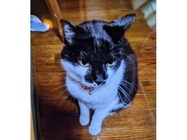 dispPetName($row['pet_name'])