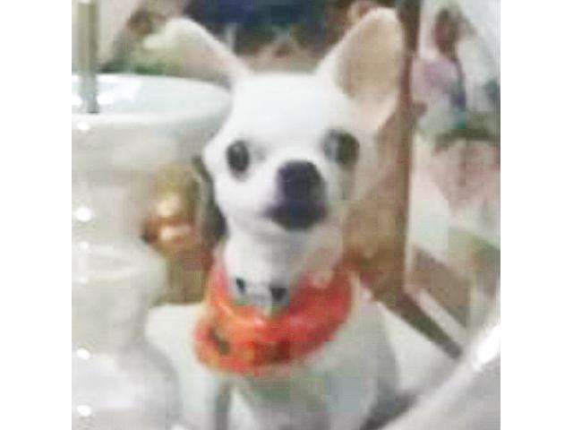 dispPetName($row['pet_name'])