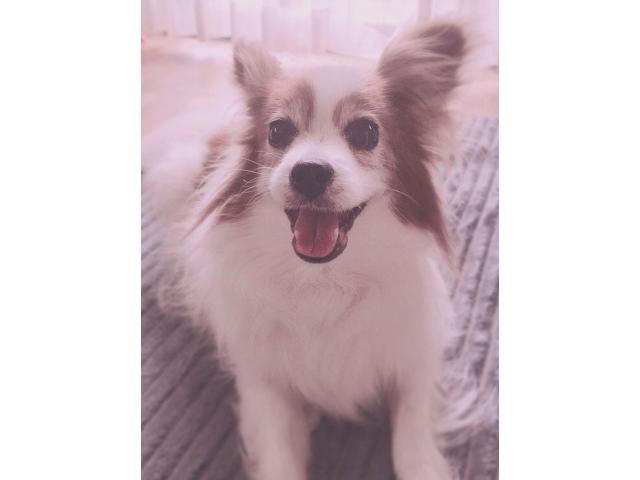 dispPetName($row['pet_name'])