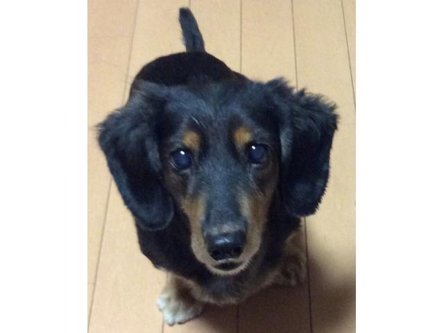 dispPetName($row['pet_name'])