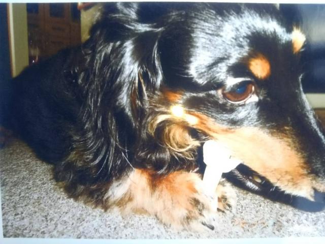 dispPetName($row['pet_name'])