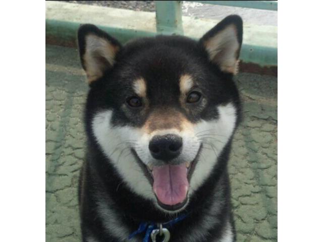 dispPetName($row['pet_name'])