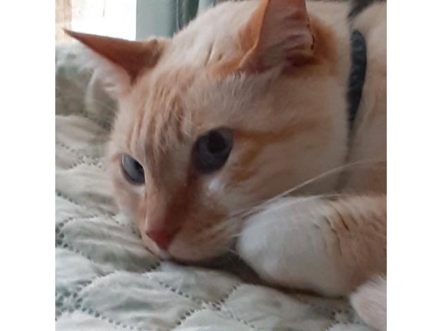 dispPetName($row['pet_name'])