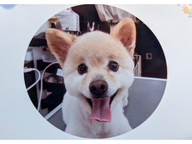 dispPetName($row['pet_name'])