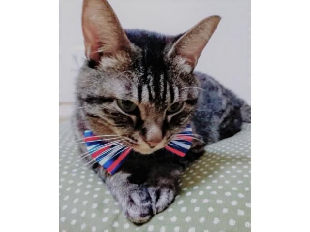 dispPetName($row['pet_name'])