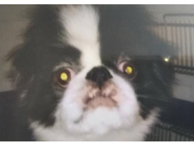 dispPetName($row['pet_name'])