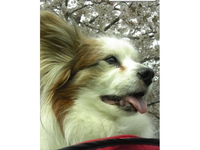 dispPetName($row['pet_name'])