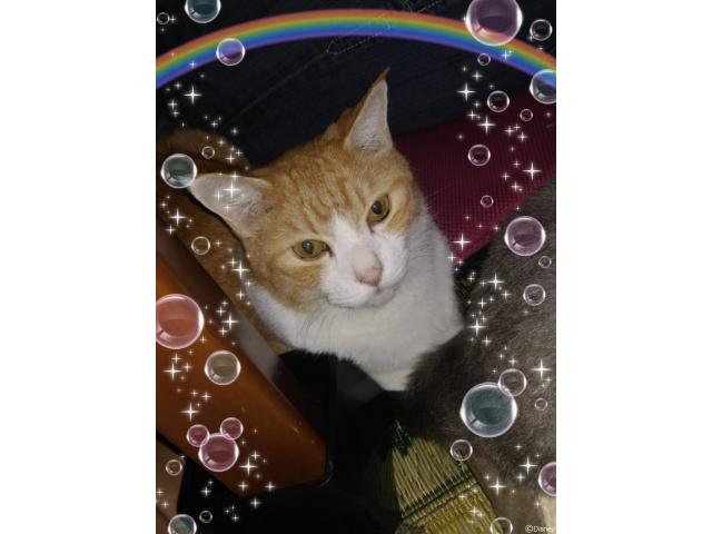 dispPetName($row['pet_name'])