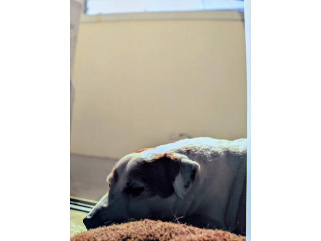 dispPetName($row['pet_name'])
