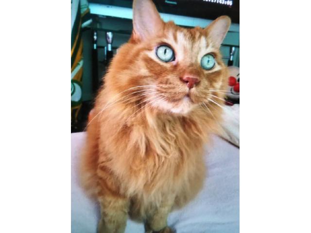 dispPetName($row['pet_name'])