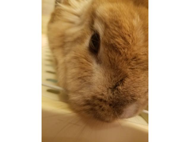 dispPetName($row['pet_name'])