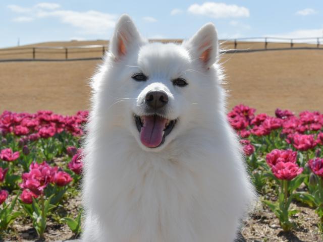 dispPetName($row['pet_name'])