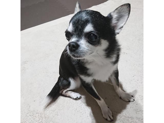 dispPetName($row['pet_name'])