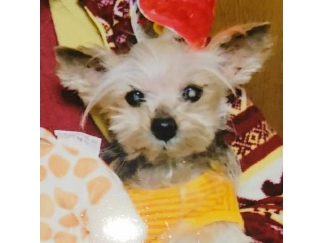 dispPetName($row['pet_name'])