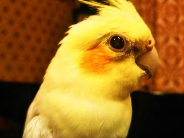 dispPetName($row['pet_name'])