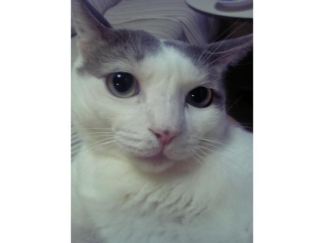 dispPetName($row['pet_name'])