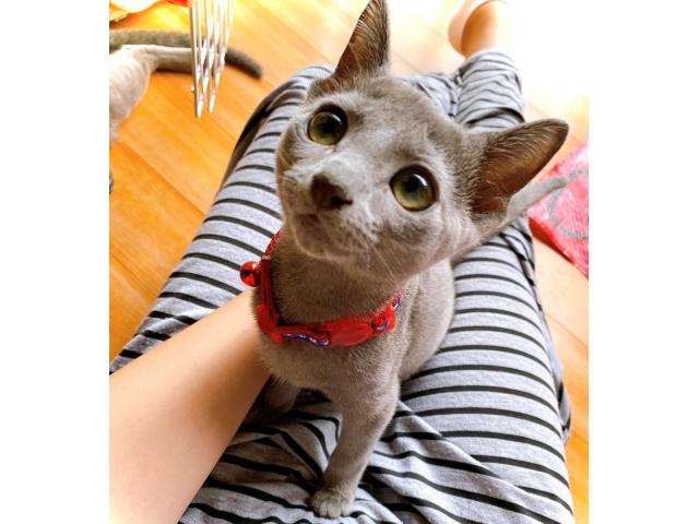 dispPetName($row['pet_name'])