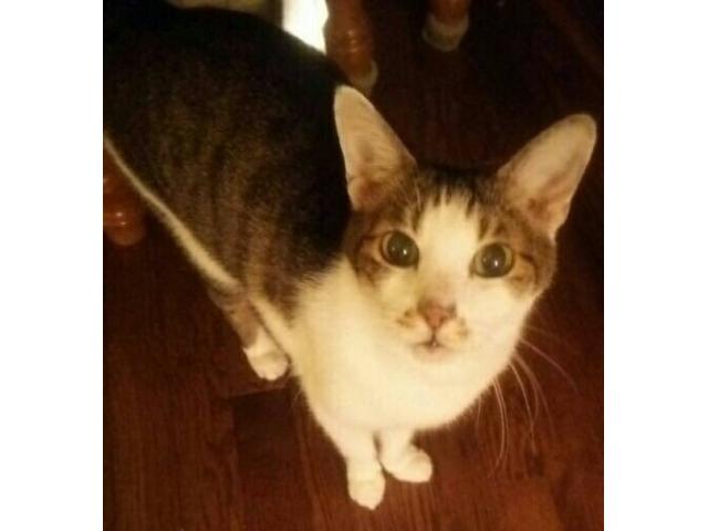 dispPetName($row['pet_name'])