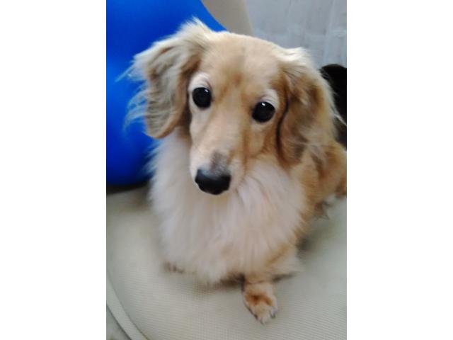 dispPetName($row['pet_name'])