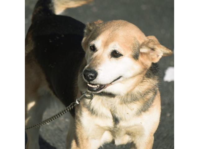 dispPetName($row['pet_name'])
