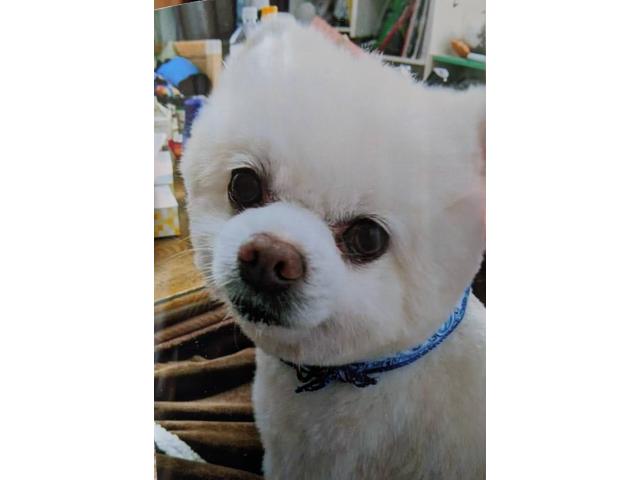 dispPetName($row['pet_name'])
