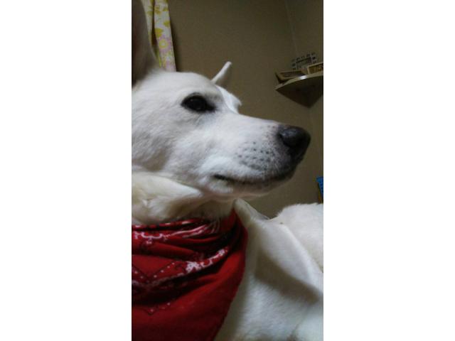 dispPetName($row['pet_name'])