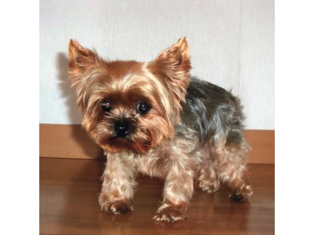 dispPetName($row['pet_name'])
