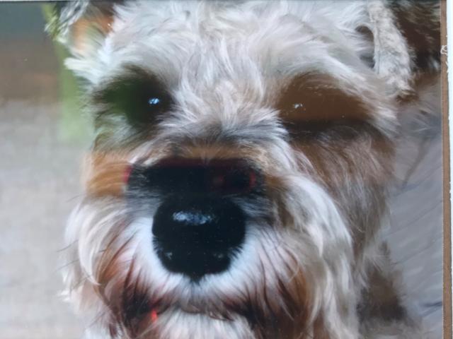 dispPetName($row['pet_name'])