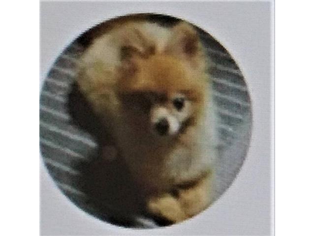 dispPetName($row['pet_name'])