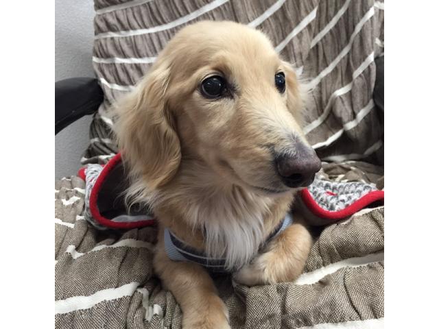 dispPetName($row['pet_name'])