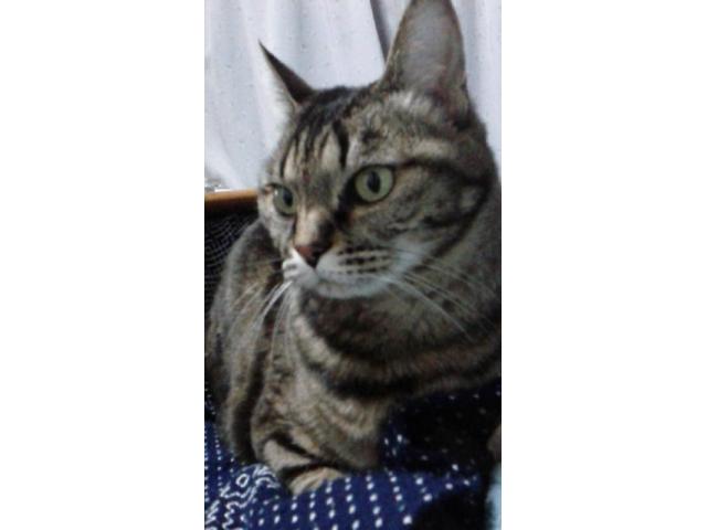 dispPetName($row['pet_name'])